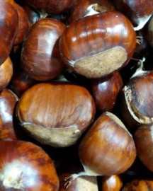 MEDIUM FRESH AUSTRALIAN CHESTNUTS 1KG