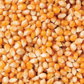 ORGANIC POPPING CORN POP CORN 1KG