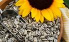 ROASTED SALTED SUNFLOWER SEEDS 1KG